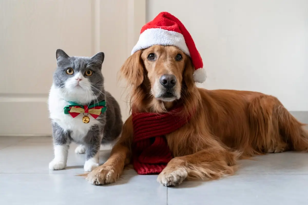 A Golden Retriever dog wearing a Santa hat and red scarf, posing next to a cat wearing a holiday bow tie.