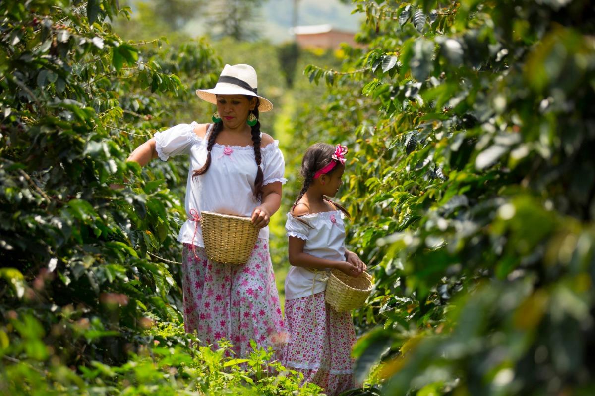 Central and South America mother's day: mother and daughter wearing sun hats carefully harvesting tea leaves in a lush green plantation.