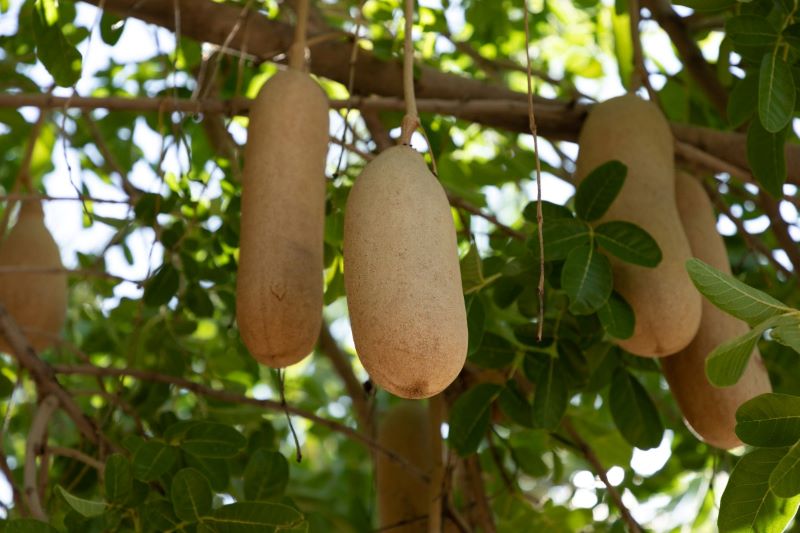 Large kigelia fruits hanging from a tree branch in a natural setting in Africa.