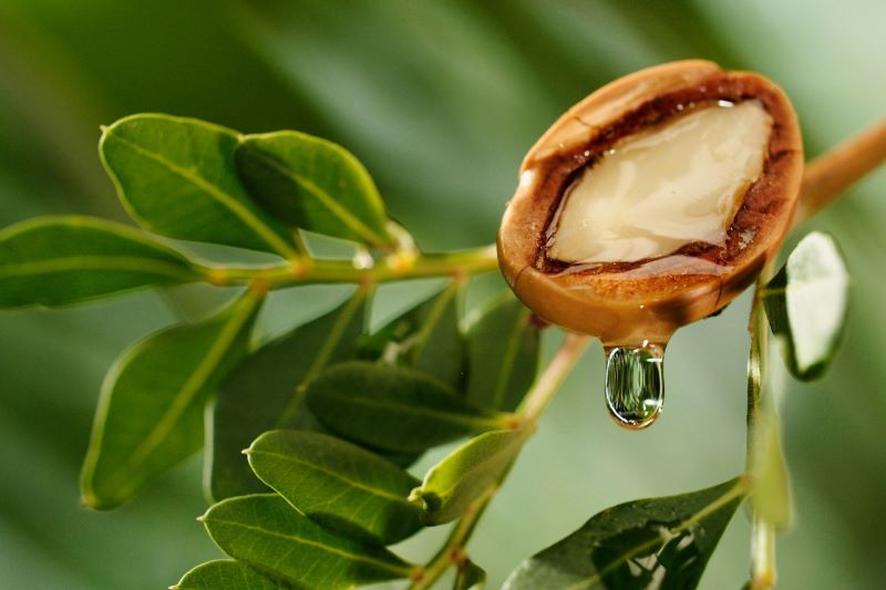 Close-up of a cracked argan nut dripping a single drop of golden essential oil.