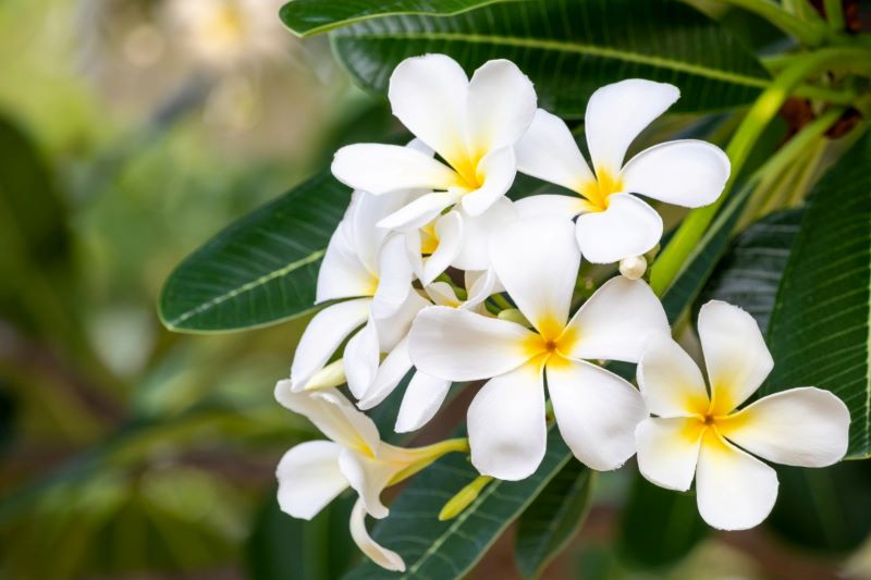 Close-up of fresh white and yellow frangipani flowers blooming on a branch.
