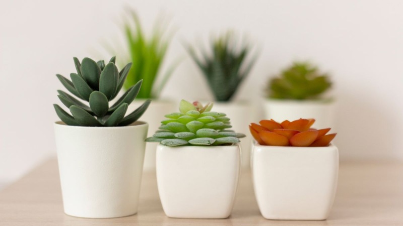 Housewarming gifts - pots and plants