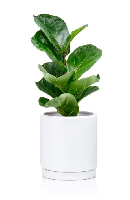 Air Purifying Ficus Audrey (Live Plant)
